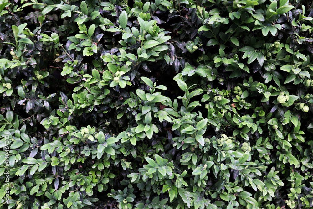 Beautiful green bush texture for banner