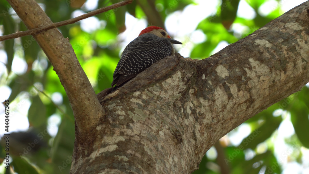 bird on a tree bird on a tree