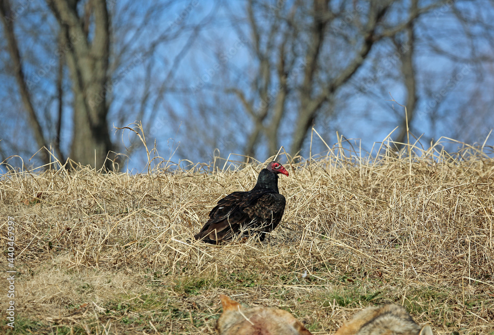 The vulture in grass - Reelfoot Lake State Park, Tennessee The vulture in grass - Reelfoot Lake State Park, Tennessee