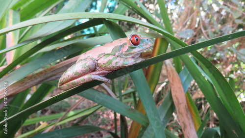 Leptopelis natalensis - Natal tree frog photo