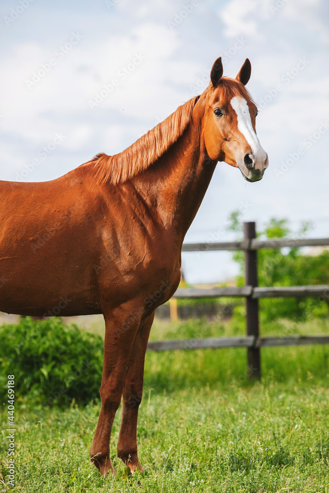 Obraz premium chestnut russian don horse standing free on a green pasture