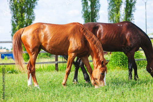 chestnut russian don horse walking free on a green pasture eating grass