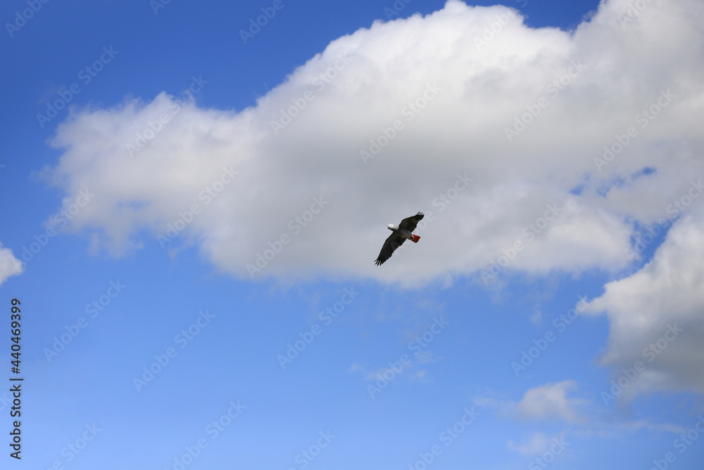 A flying african gray parrot in the blue sky with clouds. A flying african gray parrot in the blue sky with clouds.