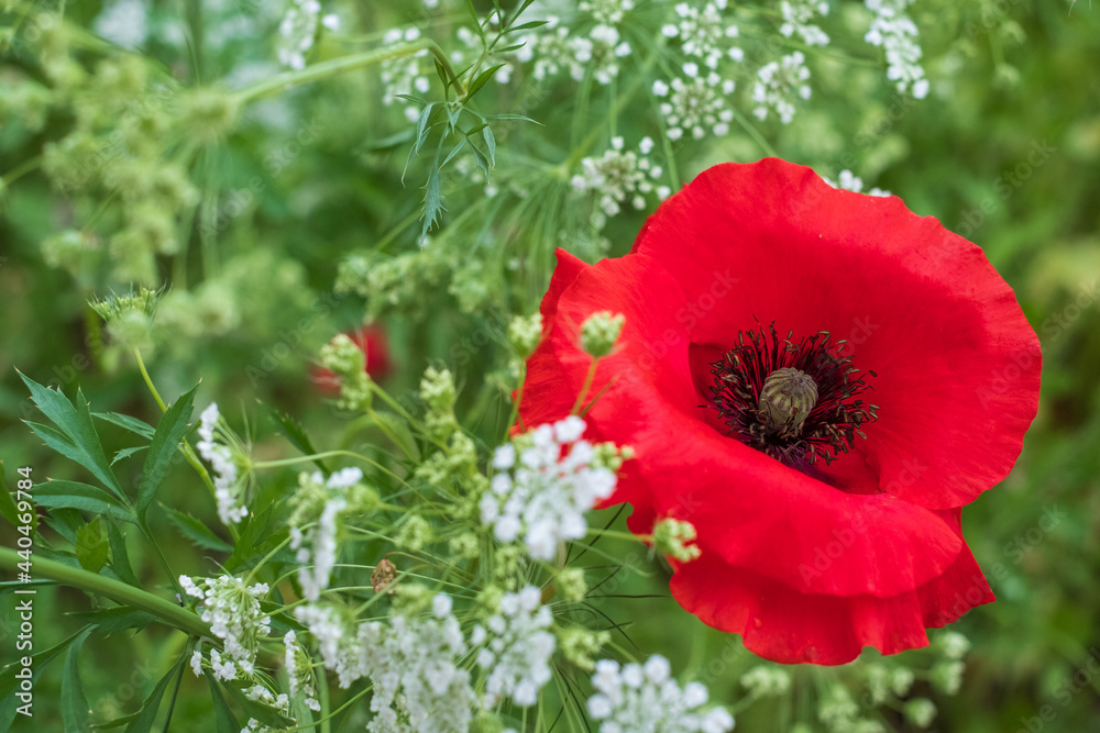 Obraz premium Variety of wild flowers including poppies and cornflowers, growing on a grass verge next to the road in Eastcote, Hillingdon, in the London suburbs, UK.