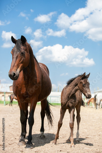 Bay horse protecting her baby foal in a paddock
