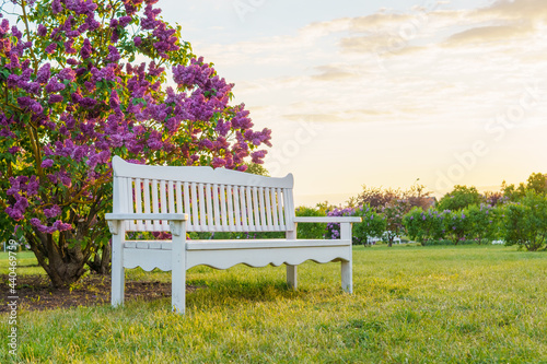 Bench by a lilac tree