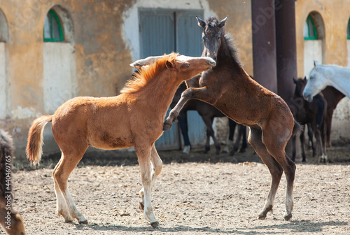 Two little Orlov trotter foals playing in a paddock on a sunny day