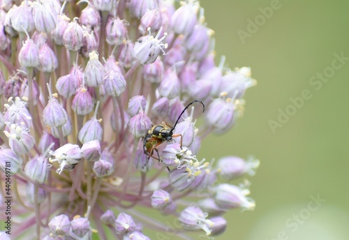 Beetle on flower © April