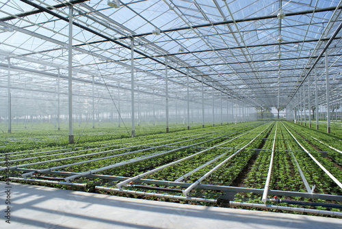 Chrysantemum flowers growing in a Dutch greenhouse