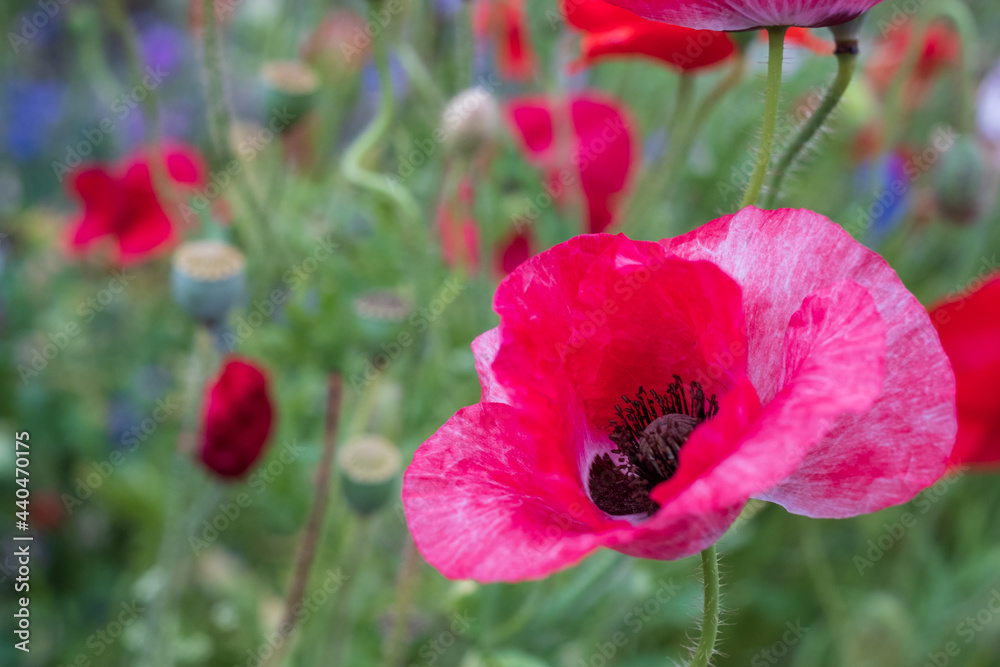 Obraz premium Colourful wild flowers, including poppies, on a roadside verge in Ickenham, West London UK. The Borough of Hillingdon has been planting wild flowers next to roads to support wildlife.