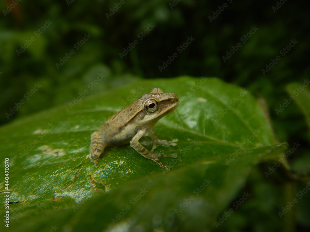 Polypedates maculatus knows us Indian tree frog on a leaf , kerala rainy season Polypedates maculatus knows us Indian tree frog on a leaf , kerala rainy season