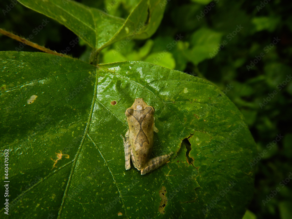 Indian tree frog on leaf,polypedates maculatus