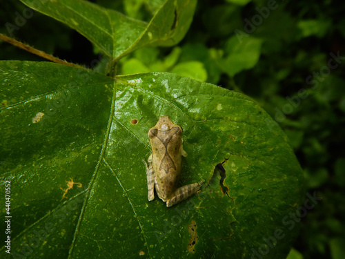 Indian tree frog on leaf,polypedates maculatus photo