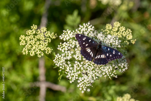 Butterfly in nature, Scient...