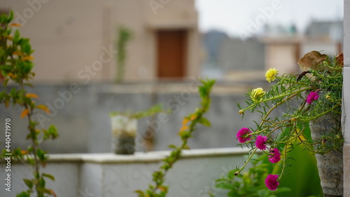 Beautiful Home Background with Flowers