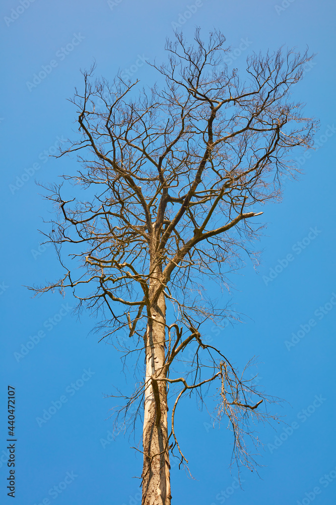 Freistehernder toter hoher Baum ohne Blätter. Freistehernder toter hoher Baum ohne Blätter.