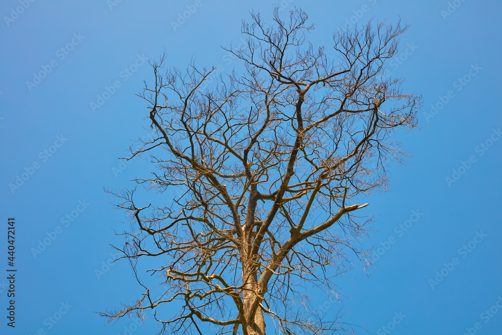 Freistehernder toter hoher Baum ohne Blätter. Freistehernder toter hoher Baum ohne Blätter.