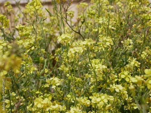 Yellow little wild mustard flowers in a meadow on a sunny summer day. An agricultural plant of the cruciferous family in natural conditions. Seasonings for a vegetarian diet.