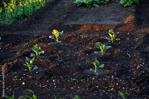 Cabbage seedlings in the garden in spring