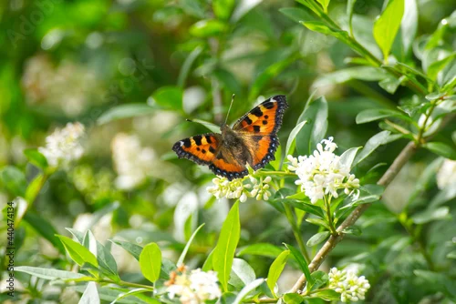 Fototapeta na wymiar Small tortoiseshell butterfly (Aglais urticae) sitting on a white flower in Zurich, Switzerland.