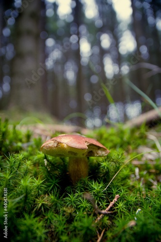 mushroom forest autumn nature fungus