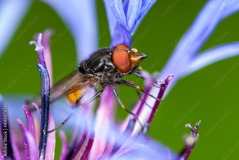 Close-up beautiful colorful fly with red eyes and yellow abdomen on violet brown knapweed in meadow Close-up beautiful colorful fly with red eyes and yellow abdomen on violet brown knapweed in meadow
