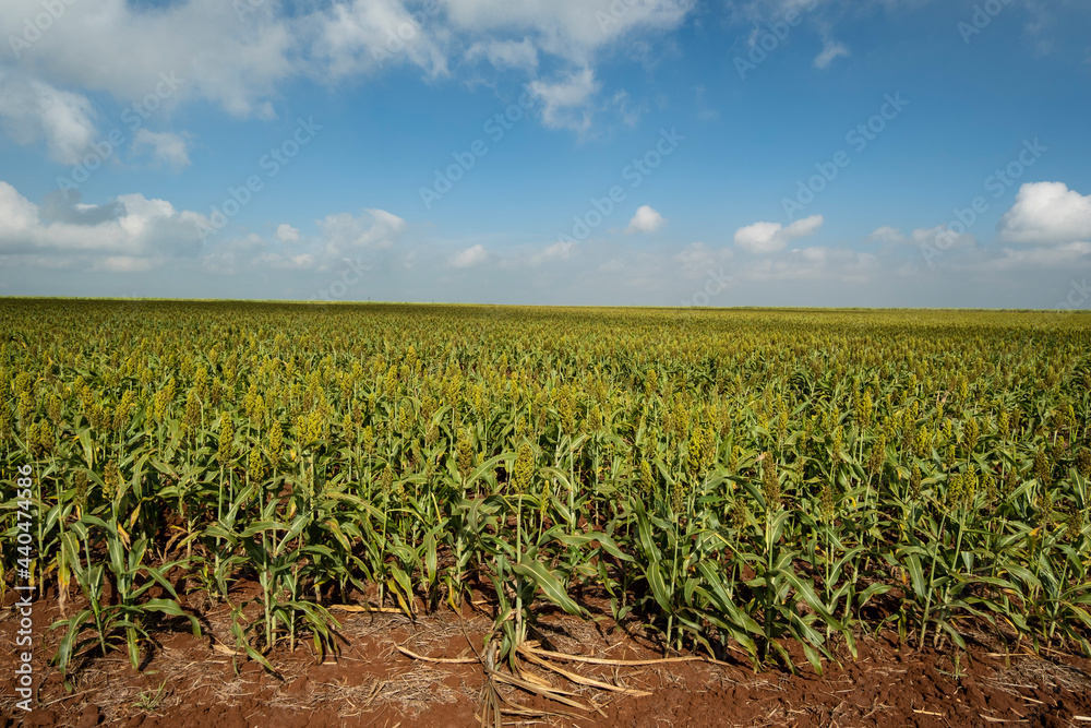 Sorghum plantation on a sunny day in Brazil
