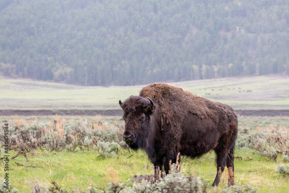 Bison (Bison bison) at Lamar Valley in Yellowstone National Park in May