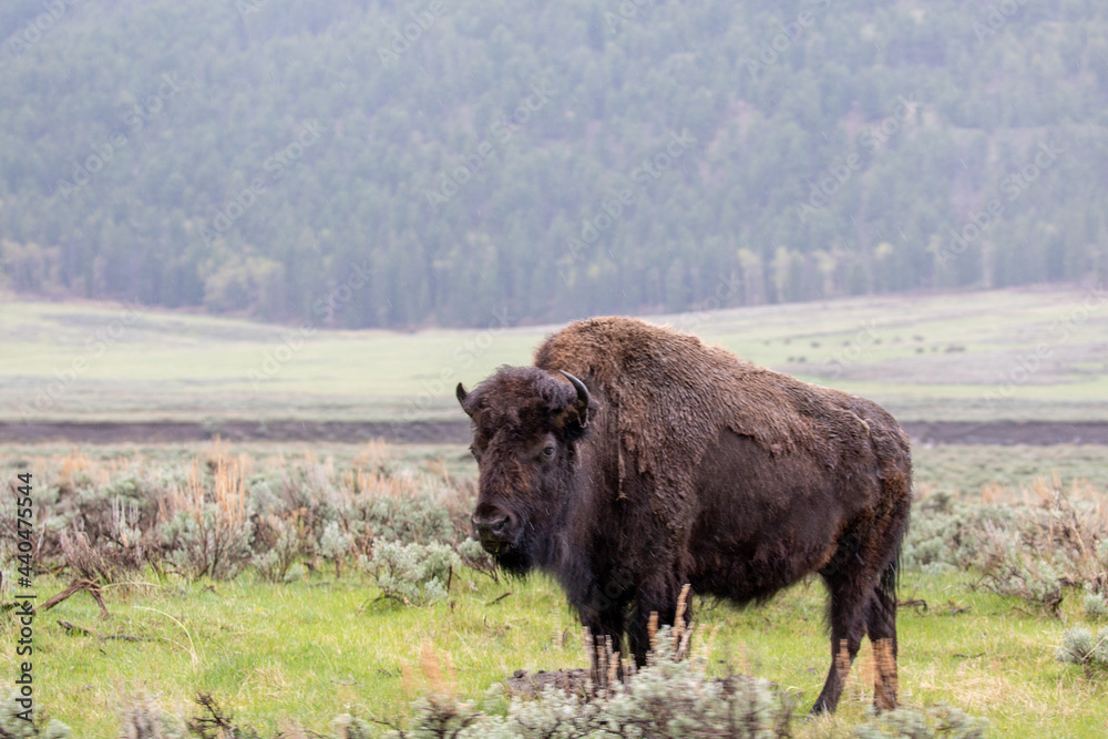 Bison (Bison bison) at Lamar Valley in Yellowstone National Park in May Bison (Bison bison) at Lamar Valley in Yellowstone National Park in May