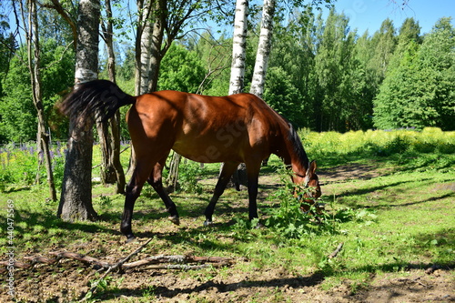 horses graze in a meadow, a summer day