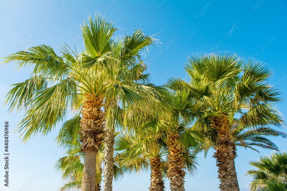 Tropical palm trees on the background of bright blue sky