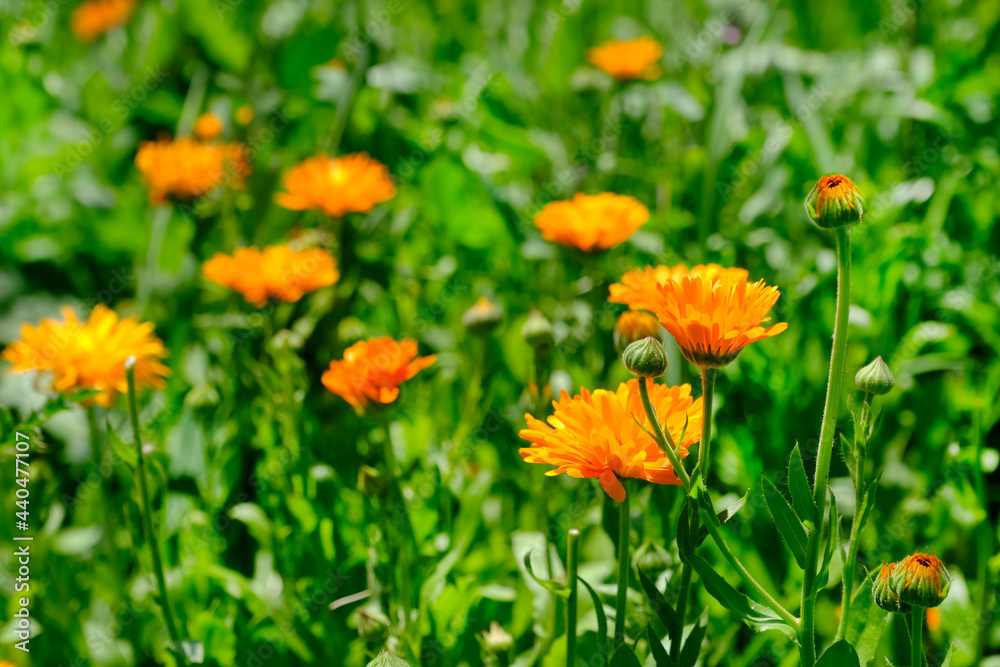 Marigold flowers or calendula, in the garden, selective focus