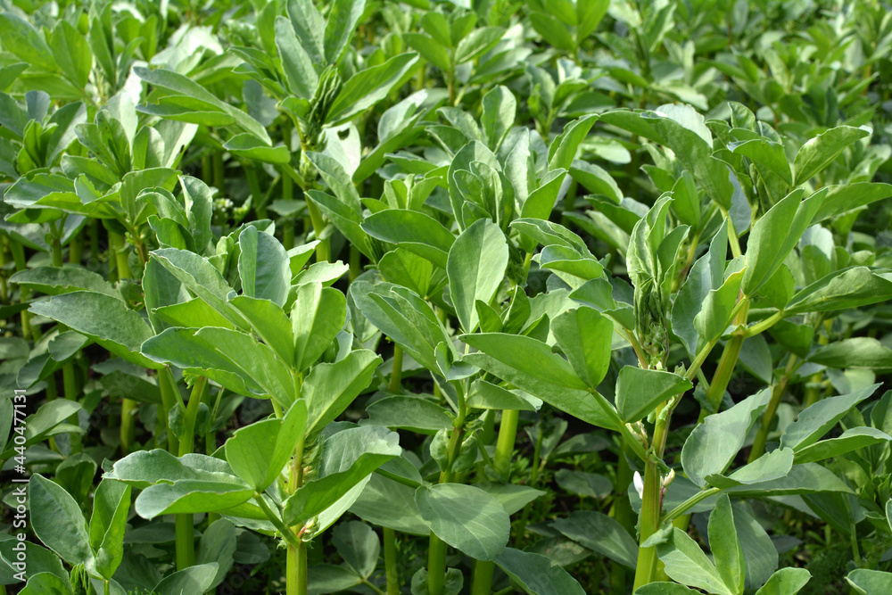 Horse bean (Vicia faba) grows in the soil Horse bean (Vicia faba) grows in the soil