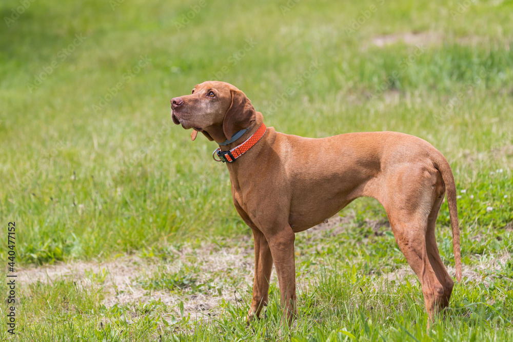 Big Brown-haired Pointing Dog - Hungarian Short-haired Pointing Dog - Vizsla stands on a green field.