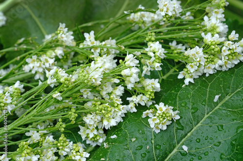 White horseradish flowers close up. Blooming horseradish branch with raindrops. Horseradish flowering period in spring.
