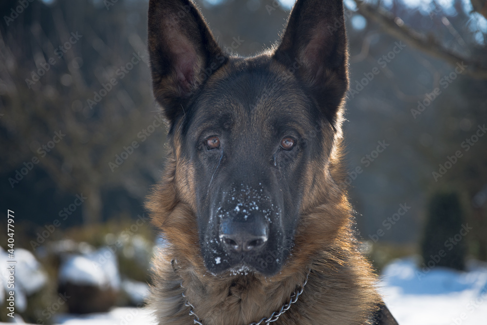 dog shepherd german pet animal dog shepherd german pet animal