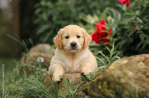 Puppy golden retriever laying on a stone in park with flower. Golden retriever dog. Sunset. 