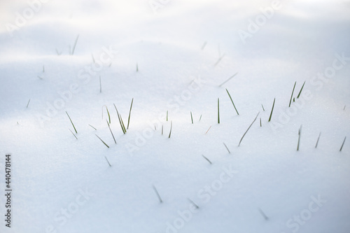 Grass blades in the snow