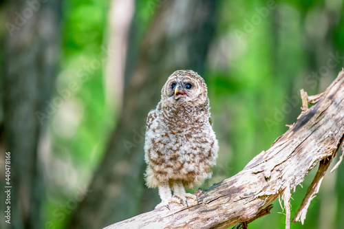 Recently fledged baby barred owlet standing on a fallen tree in Canada. Green blurred background.
