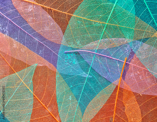bright natural texture background of colorful fragile leaf skeletons