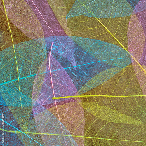 square natural texture background of multicolored fragile leaf skeletons
