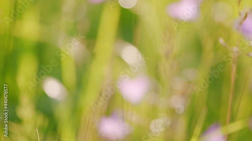 Wind waves thin stems of wildflowers. photo