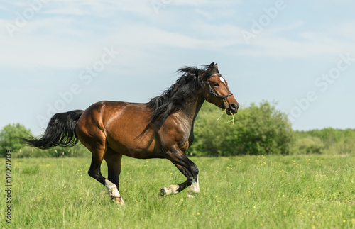 Horse with a black bridle and grass in its mouth is galloping across a field. Galloping horse is creating a blurred effect.