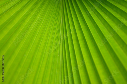 Vibrant Green Leaves of Panama Hat Palm Plants for Background