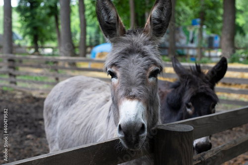 Two donkeys behind the fence. Hoofed animals