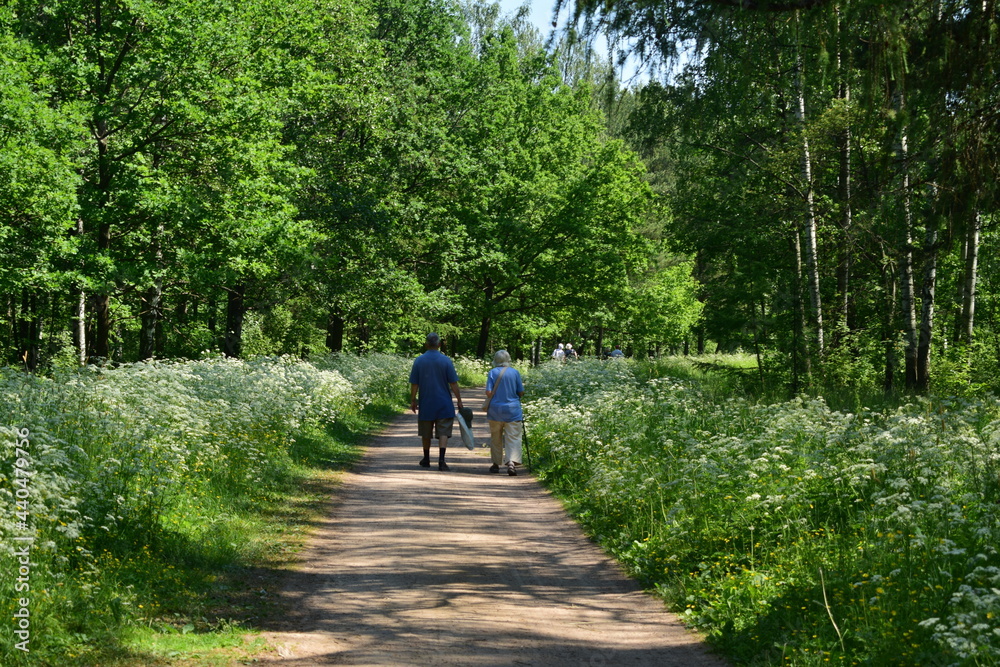 Obraz premium walk in the woods