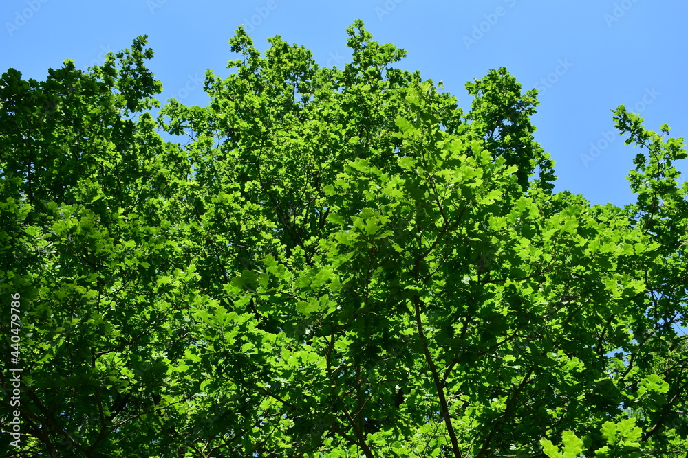 green leaves background