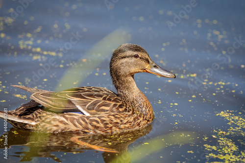 During the day, a wild duck swims along the pond. Close-up.