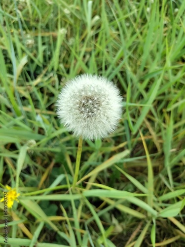 dandelion