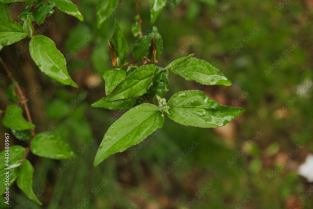 green leaves in the garden green leaves in the garden